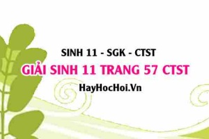 Giải Sinh 11 trang 57 Chân trời sáng tạo SGK